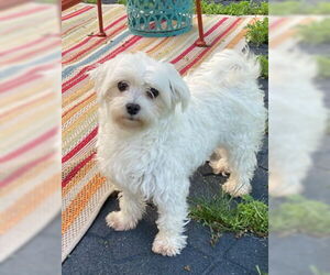 Maltese Dogs for adoption in St. Louis Park, MN, USA
