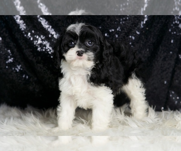 Medium Photo #3 Cavapoo Puppy For Sale in WARSAW, IN, USA