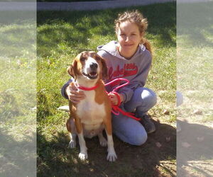 Pongo Beaufort - Male Retriever -Unknown Mix Dog for Adoption - Photo #10