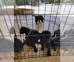 Small Photo #23 Labrador Retriever Puppy For Sale in CAPE CORAL, FL, USA