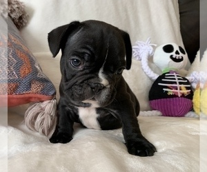 French Bulldog Puppy for sale in JOHNS ISLAND, SC, USA
