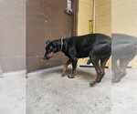 Small Doberman Pinscher