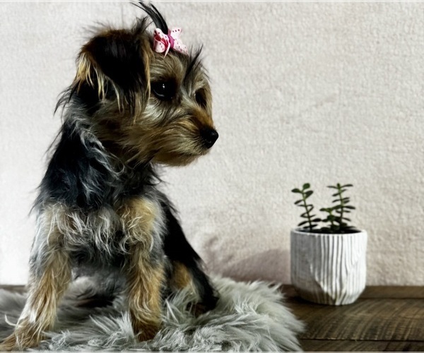 Medium Photo #4 Yorkshire Terrier Puppy For Sale in NAPPANEE, IN, USA