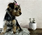 Small #3 Yorkshire Terrier