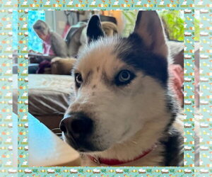 Prince - Male Siberian Husky Dog for Adoption - Photo #3