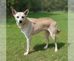 Small #4 Mutt
