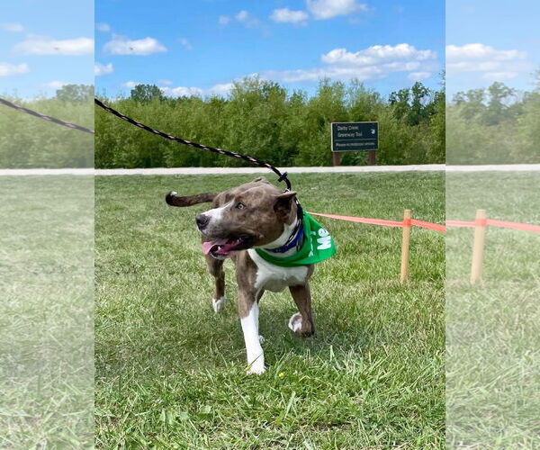 Medium Photo #35 American Pit Bull Terrier-Unknown Mix Puppy For Sale in Germantown, OH, USA