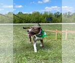 Small #34 American Pit Bull Terrier Mix