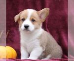 Small Pembroke Welsh Corgi
