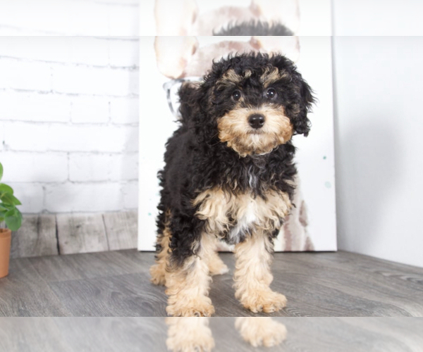 Medium Photo #2 Miniature Bernedoodle Puppy For Sale in RED LION, PA, USA
