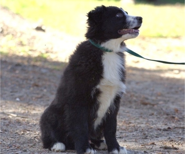 Medium Photo #3 Australian Shepherd Puppy For Sale in ACTON, CA, USA