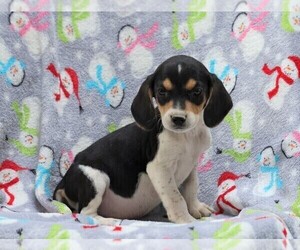 Beagle-Treeing Walker Coonhound Mix Puppy for sale in FREDERICKSBG, OH, USA