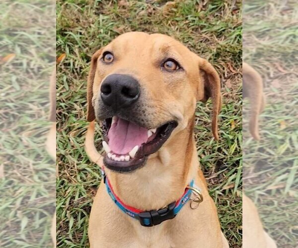 Medium Photo #3 Labrador Retriever-Unknown Mix Puppy For Sale in Columbus, IN, USA