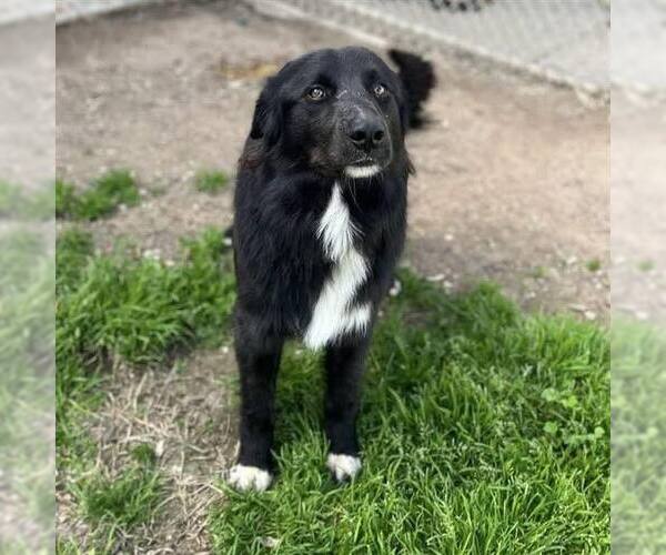 Medium Photo #4 Border Collie Puppy For Sale in Paso Robles, CA, USA