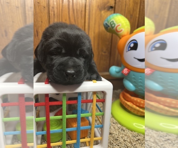 Medium Photo #9 Labrador Retriever Puppy For Sale in NEOLA, WV, USA