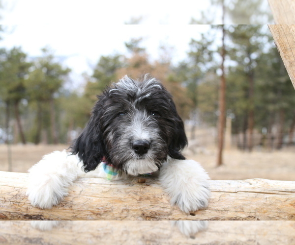 Medium Photo #1 Aussiedoodle Puppy For Sale in BELLVUE, CO, USA
