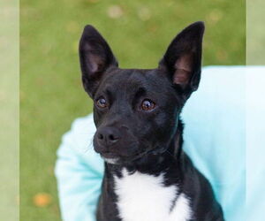 Dachshund-Unknown Mix Dogs for adoption in Canton, CT, USA