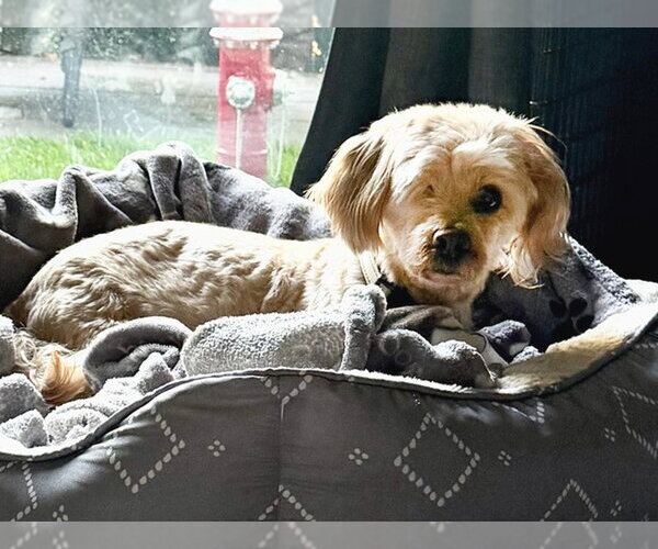 Medium Photo #3 Cock-A-Poo-Unknown Mix Puppy For Sale in Marina del Rey, CA, USA