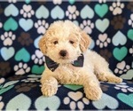 Small Photo #4 Maltipoo-Poodle (Miniature) Mix Puppy For Sale in LINCOLN UNIV, PA, USA