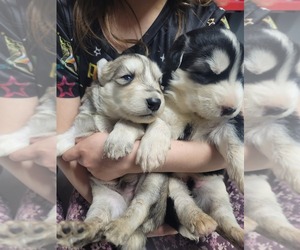 Siberian Husky Puppy for sale in PHOENIX, AZ, USA