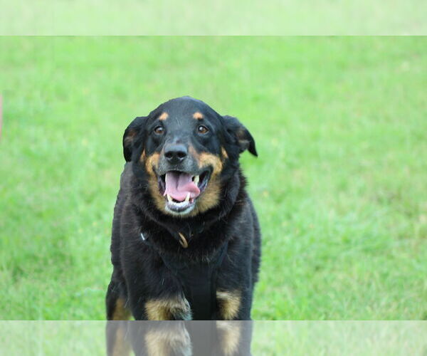 Medium Photo #4 Rottweiler-Unknown Mix Puppy For Sale in White Hall, AR, USA