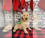 Puppy Puppy 2 Goldendoodle