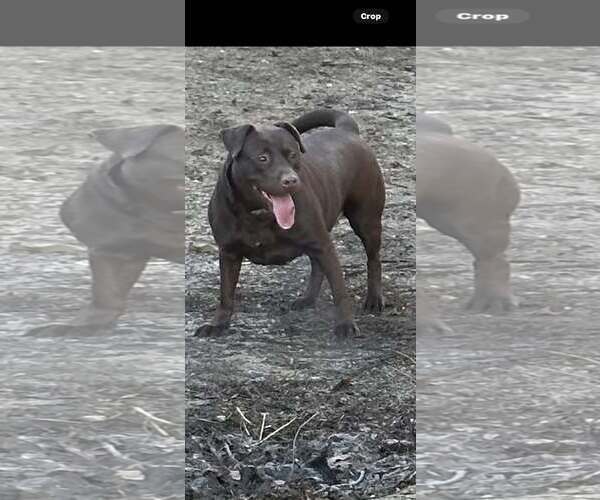 Medium Photo #4 - Mix Puppy For Sale in Jackson Township, NJ, USA