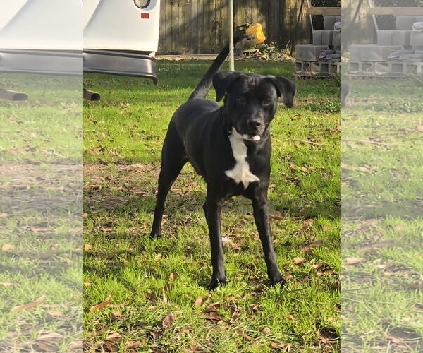 Medium Photo #2 Mutt Puppy For Sale in Jackson, MS, USA