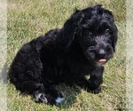 Puppy Gunner Goldendoodle