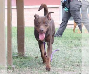 Mutt Dogs for adoption in San Antonio, TX, USA