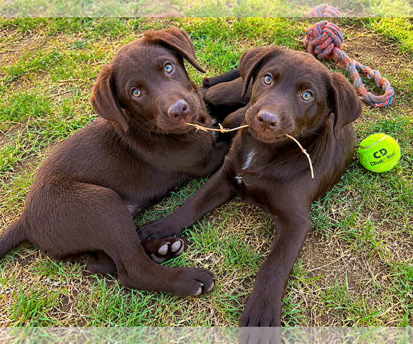Medium Photo #1 Labrador Retriever-Unknown Mix Puppy For Sale in Clovis, CA, USA