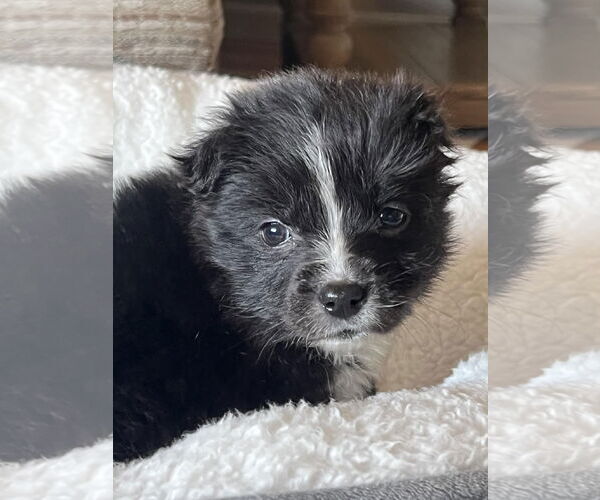 Medium Photo #8 Carolina Dog Puppy For Sale in Highland, IL, USA