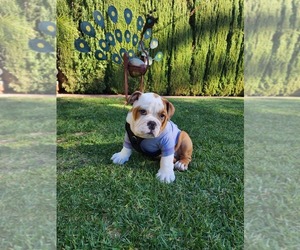 English Bulldogge Puppy for sale in LOS ANGELES, CA, USA