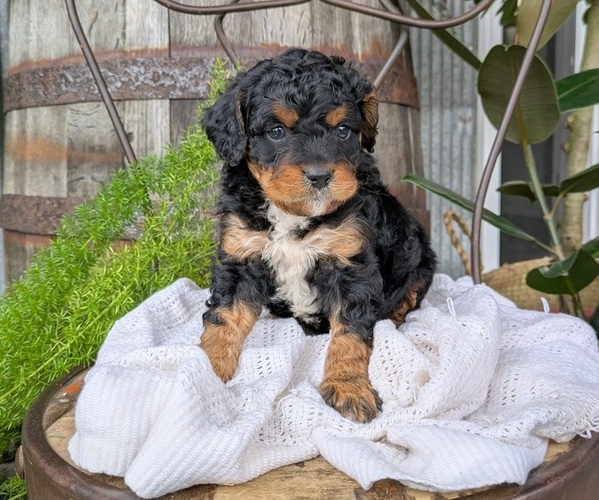 Medium Photo #6 Cavapoo Puppy For Sale in GOSHEN, IN, USA