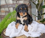 Small Photo #6 Cavapoo Puppy For Sale in GOSHEN, IN, USA