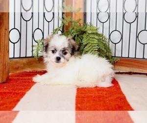 Zuchon Puppy for sale in NAPLES, FL, USA