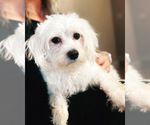 Small Photo #1 Maltese Puppy For Sale in HARRISONBURG, VA, USA