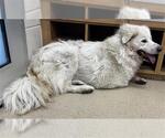 Small Great Pyrenees Mix