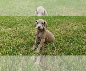 Great Dane Puppy for sale in ROCKFORD, IL, USA