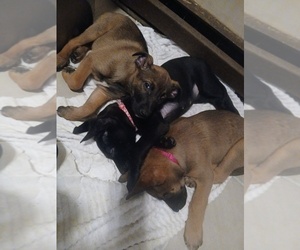 Belgian Malinois Puppy for sale in SAINT PAUL, MN, USA