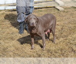 Small Photo #1 Labrador Retriever Puppy For Sale in GREENWOOD, WI, USA