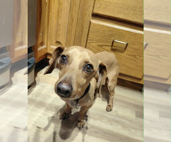 Medium Photo #4 Dachshund Puppy For Sale in Crystal, MN, USA