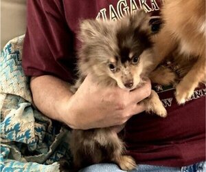 Father of the Pomeranian puppies born on 07/13/2022