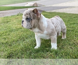 English Bulldog Puppy for sale in ARVADA, CO, USA