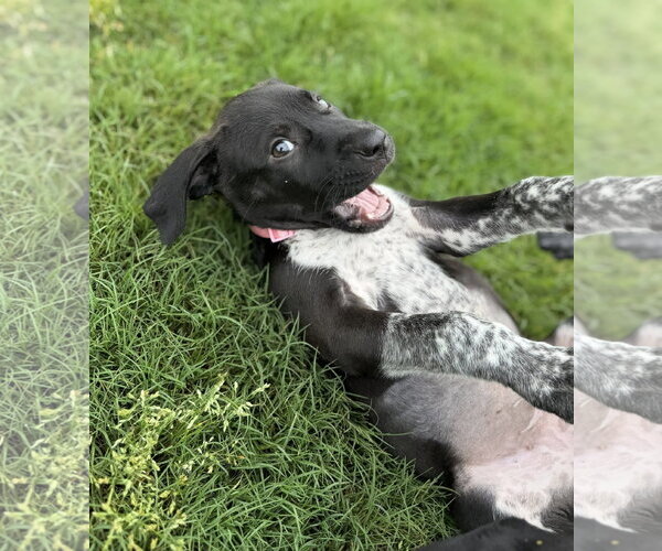 Medium Photo #4 German Shorthaired Pointer-Unknown Mix Puppy For Sale in Greenville, SC, USA