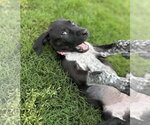 Small #3 German Shorthaired Pointer Mix