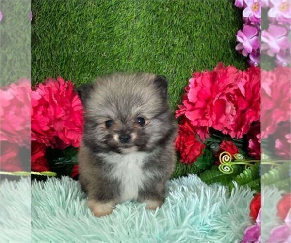 Medium Photo #11 Pomeranian Puppy For Sale in BAY HARBOR IS, FL, USA