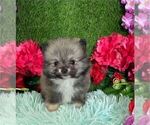 Small #10 Pomeranian
