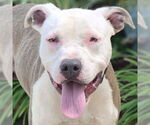 Small American Pit Bull Terrier Mix