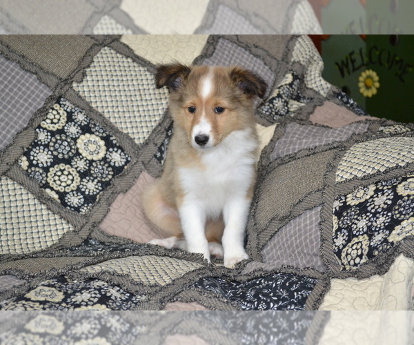 Medium Photo #14 Shetland Sheepdog Puppy For Sale in GREENWOOD, WI, USA